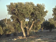 Olive tree