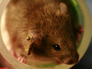 Lab Mouse