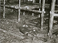 The dead body of a prisoner lies on the floor between rows of bunks in a barracks in the Woebbelin concentration camp