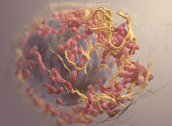 3D structure of a melanoma cell derived by ion abrasion scanning electron microscopy.