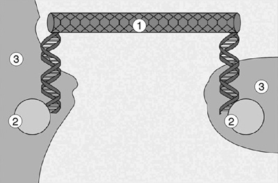 A carbon nanotube (1) forms a bridge between two segments of DNA supported by gold contacts (2) that are attached to a silicon surface (3).