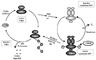 Nobel Prize in chemistry