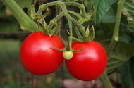 Cherry tomatoes developed in the Hebrew university