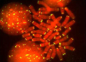 human telomeres highlighed by a fluorescent probe to the human telomere base sequence