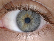 Human eye (CC BY-SA 3.0, photo by Alexageev)