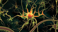 Cognitive activities increase the number of connections between the neurons. (Image credit: CGW )
