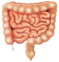 The large intestine (Illustration photo)