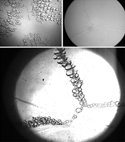 Microscope photographs of lenses incubated in organ culture conditions for 12 days. Right frame shows Control lens with no damage. Bottom frame demonstrates the effect of microwave radiation on bovine lens sutures for a total exposure of 192 cycles (1.1GHz, 2.22mW).Each cycle lasts 50min followed by 10 min pause. In the absence of microwave radiation, the bubbles are generated by temperature increase to 39.5 8C during 4 h; see left frame.