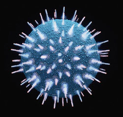 Representation of the Human Immunodeficiency Virus
