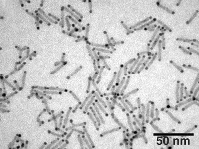 A picture of the nanocrystals. The dark dots are the gold tips