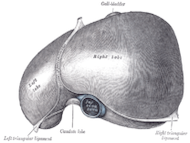 (Picture By Henry Vandyke Carter - Henry Gray (1918) Anatomy of the Human Body)
